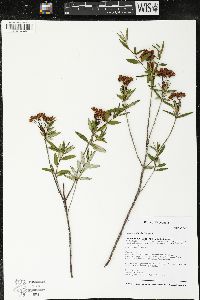 Kalmia polifolia image