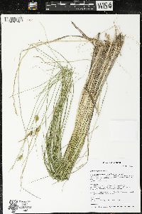 Carex oligosperma image