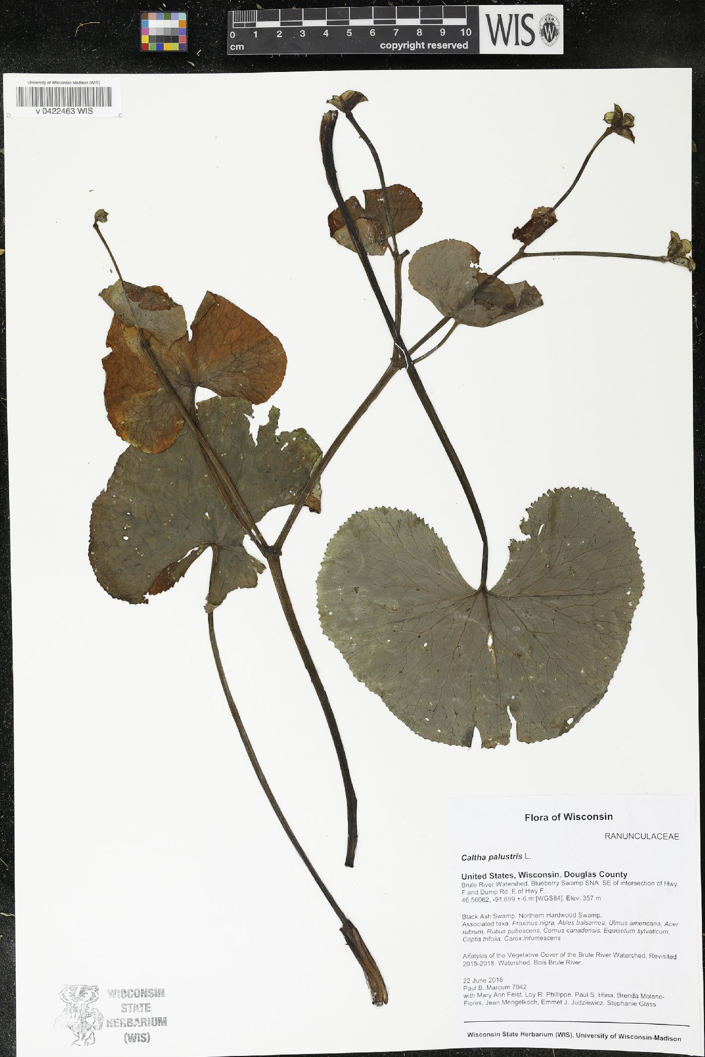 Caltha palustris image