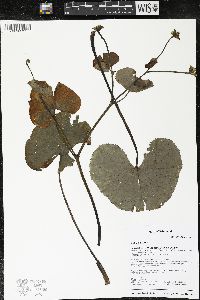 Caltha palustris image