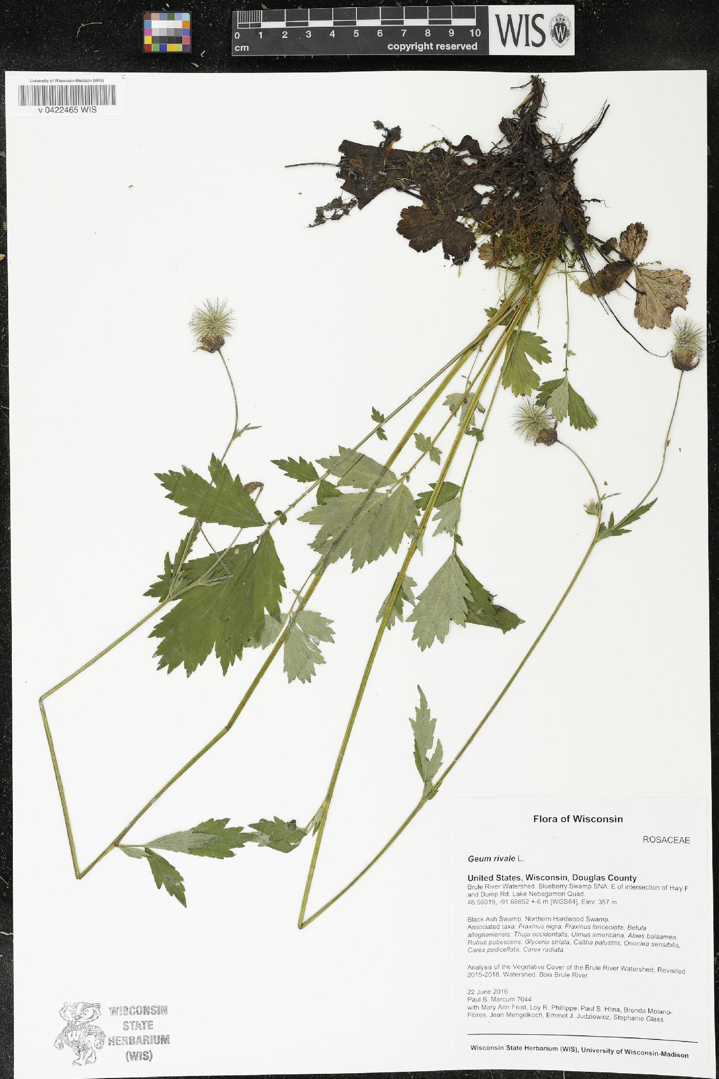 Geum rivale image