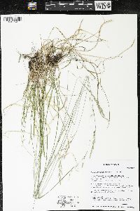 Schizachne purpurascens image