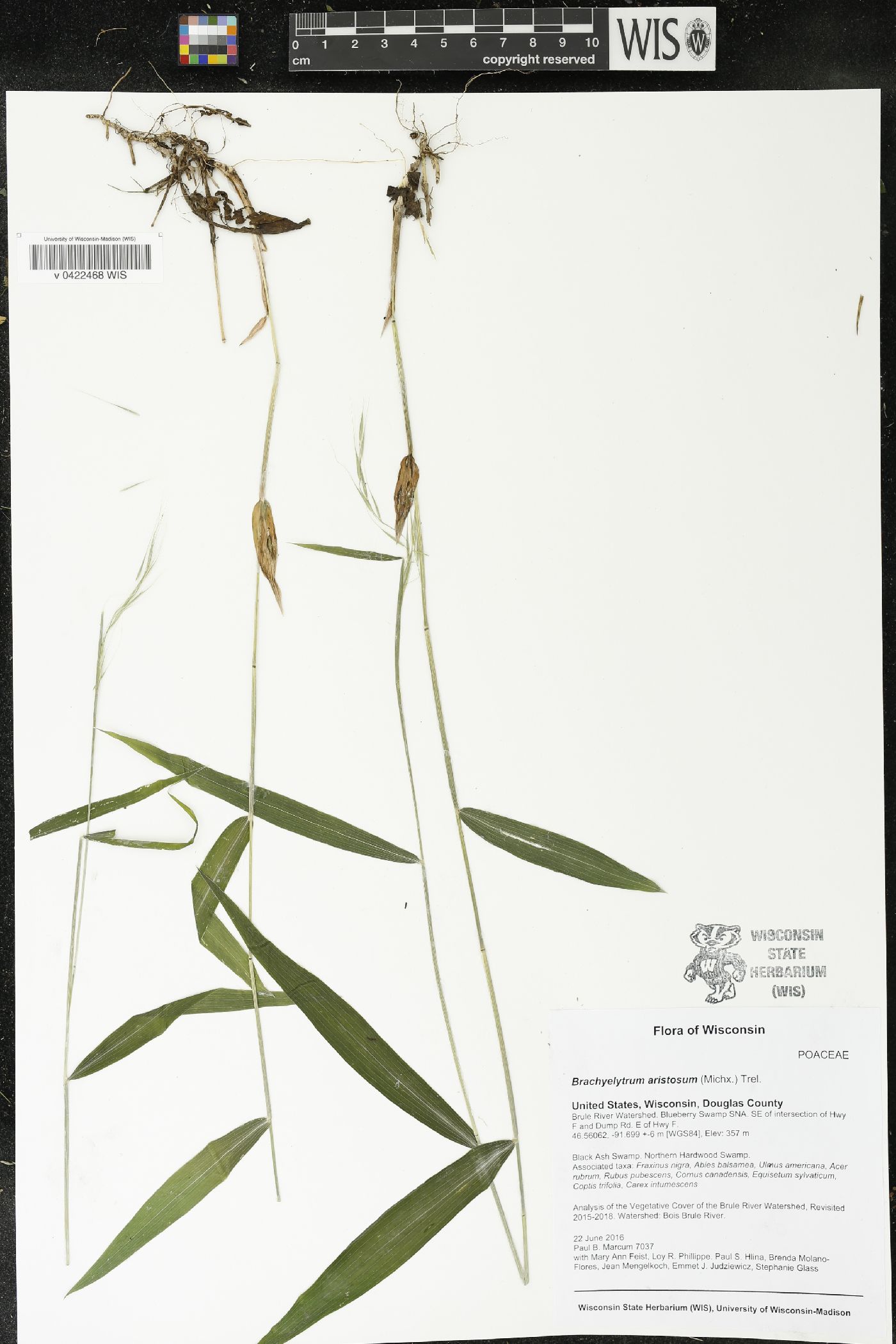 Brachyelytrum aristosum image