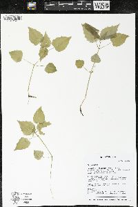 Circaea alpina image