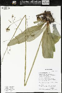 Micranthes pensylvanica image