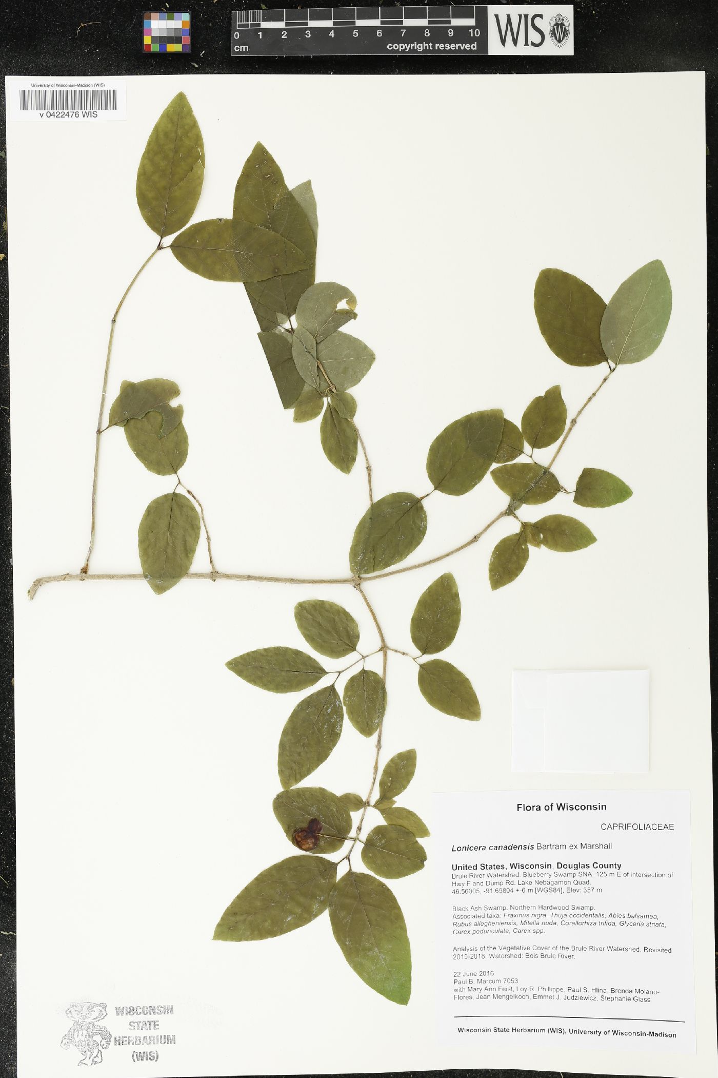 Lonicera canadensis image