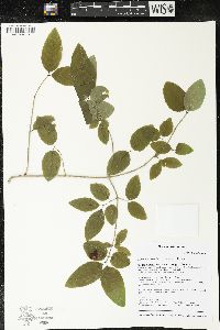 Lonicera canadensis image