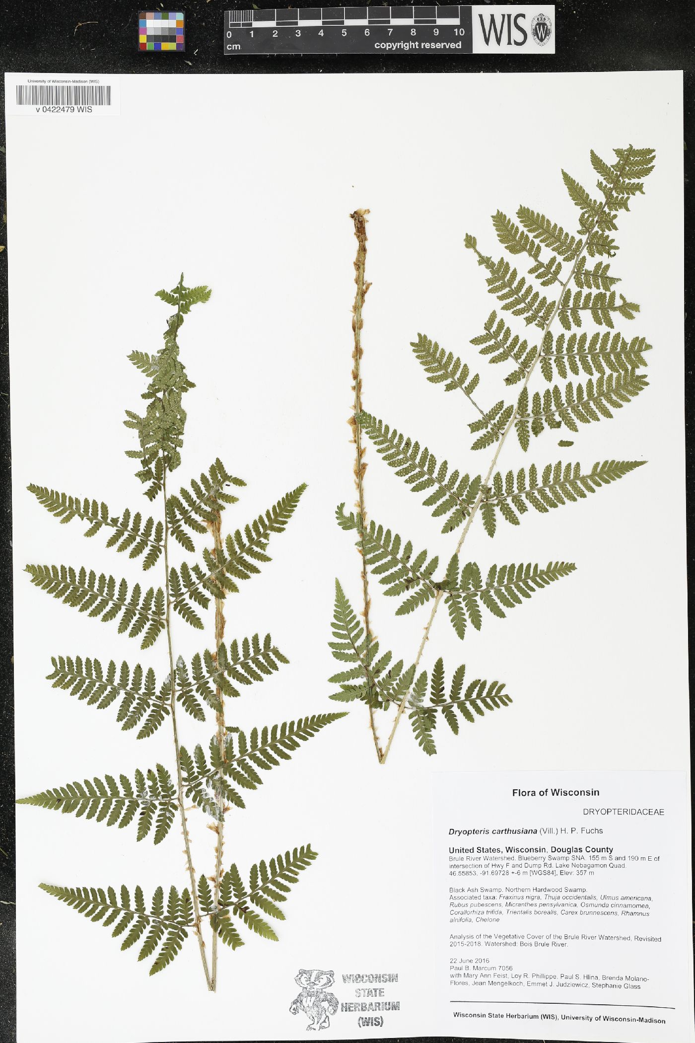 Dryopteris carthusiana image