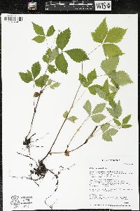 Rubus pubescens image