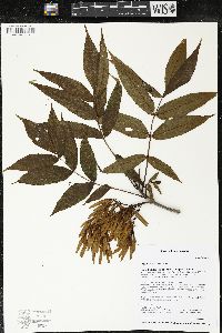 Fraxinus nigra image