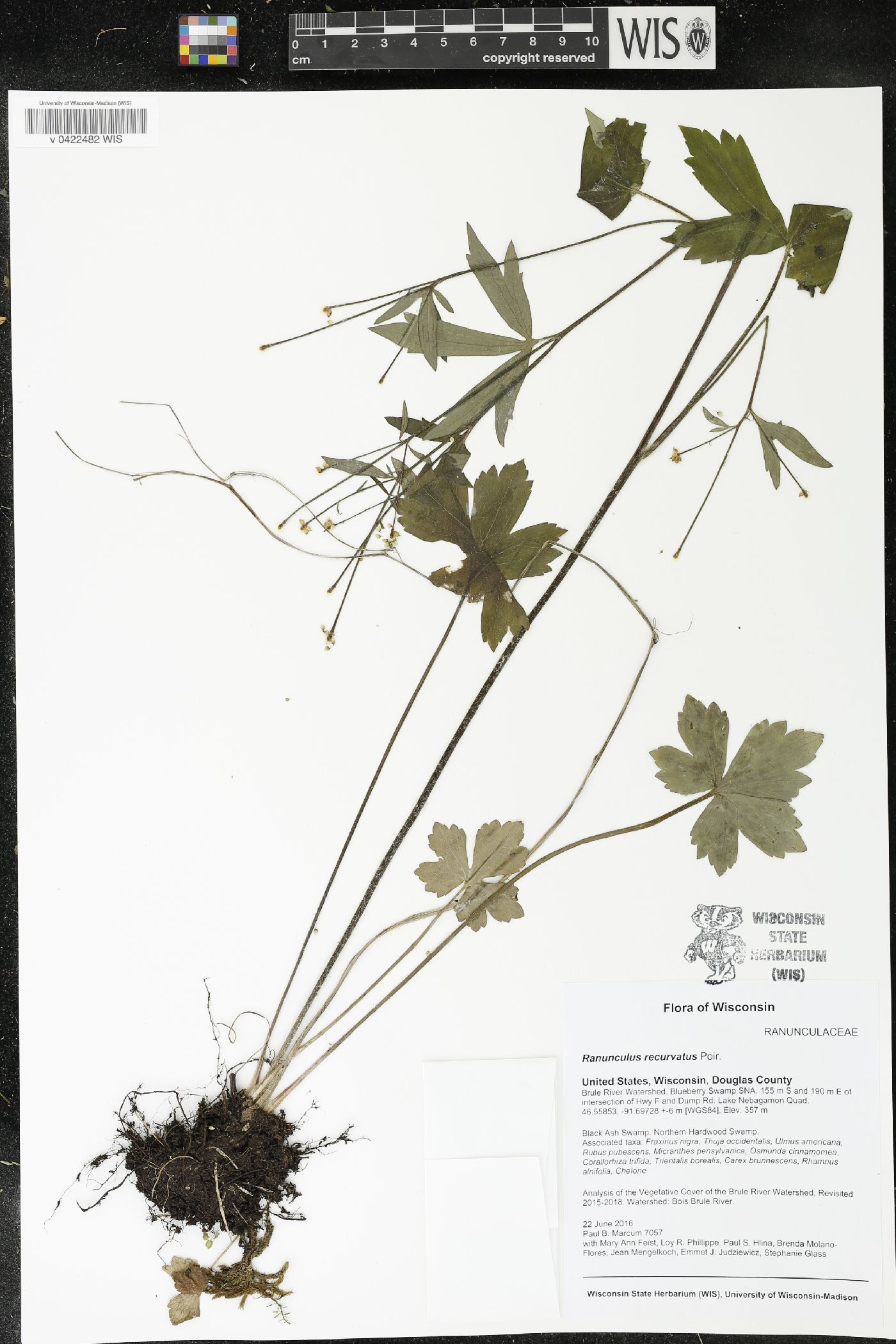 Ranunculus recurvatus image