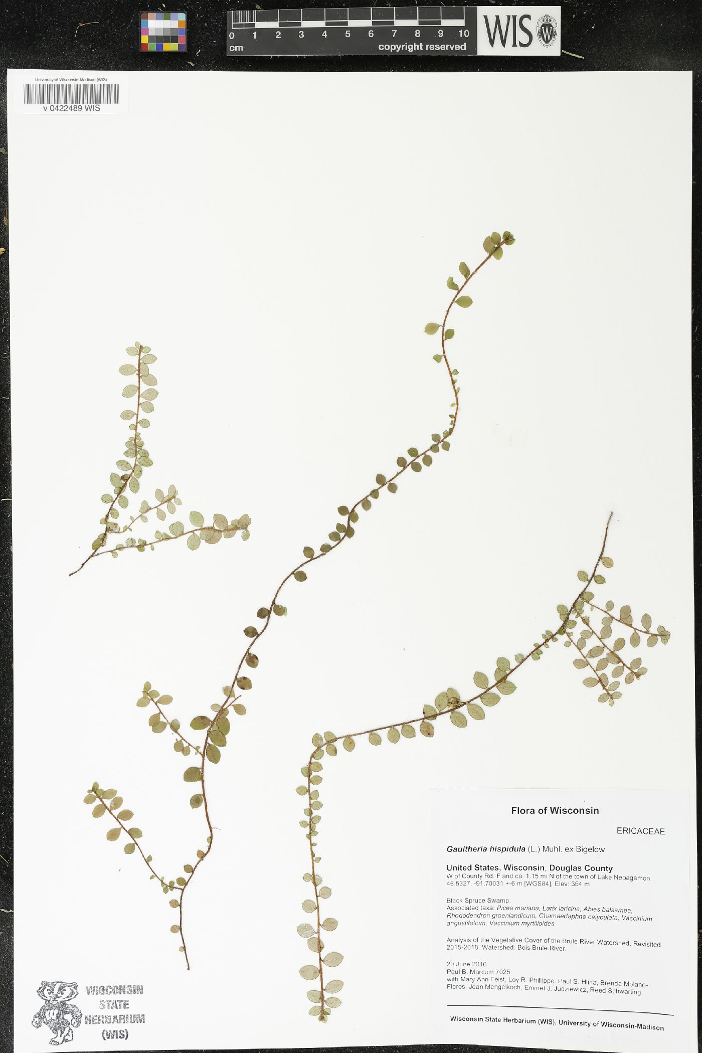 Gaultheria hispidula image