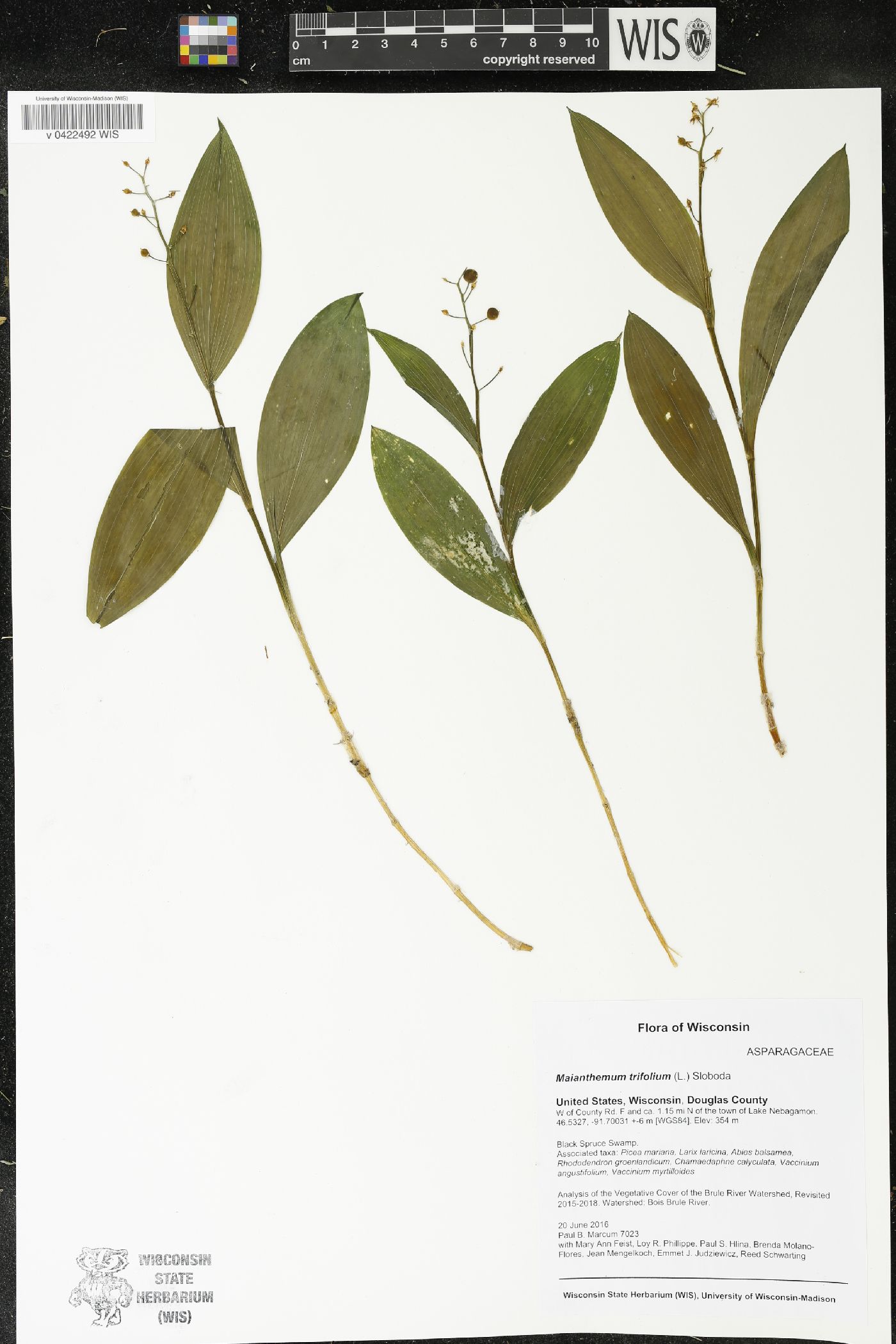 Maianthemum trifolium image