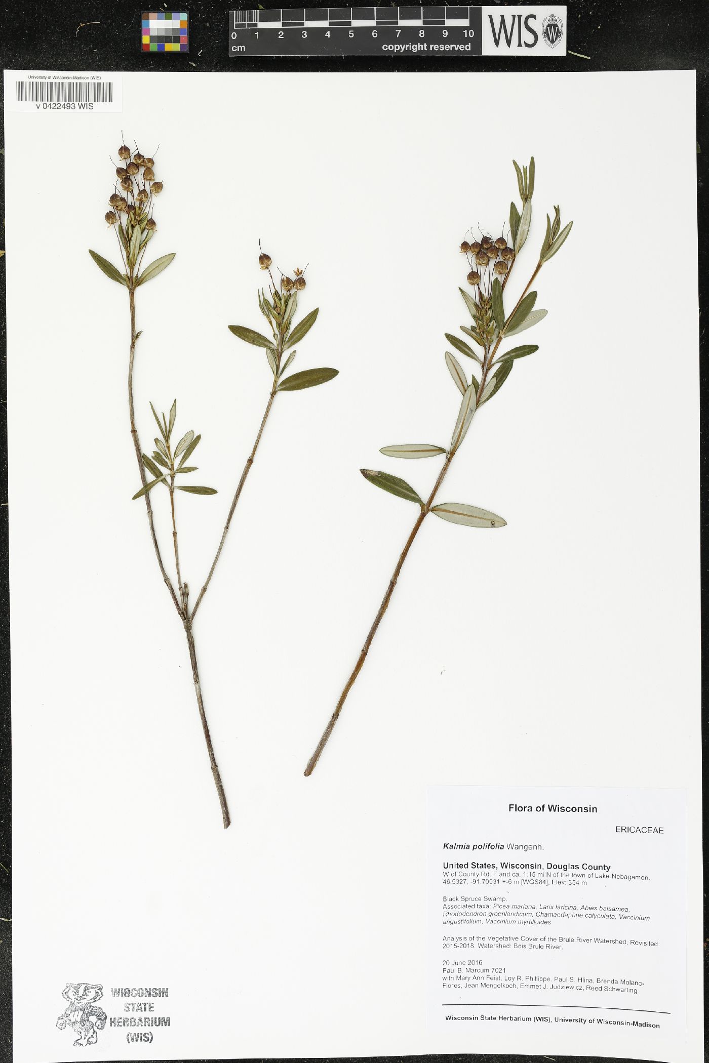 Kalmia polifolia image