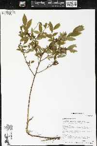 Vaccinium angustifolium image