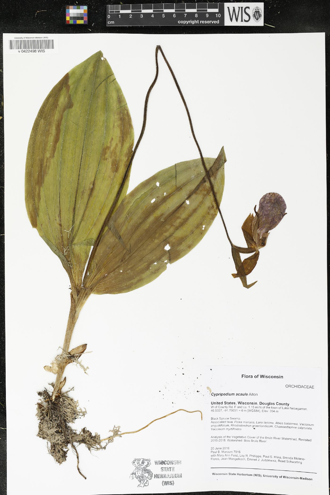 Cypripedium acaule image