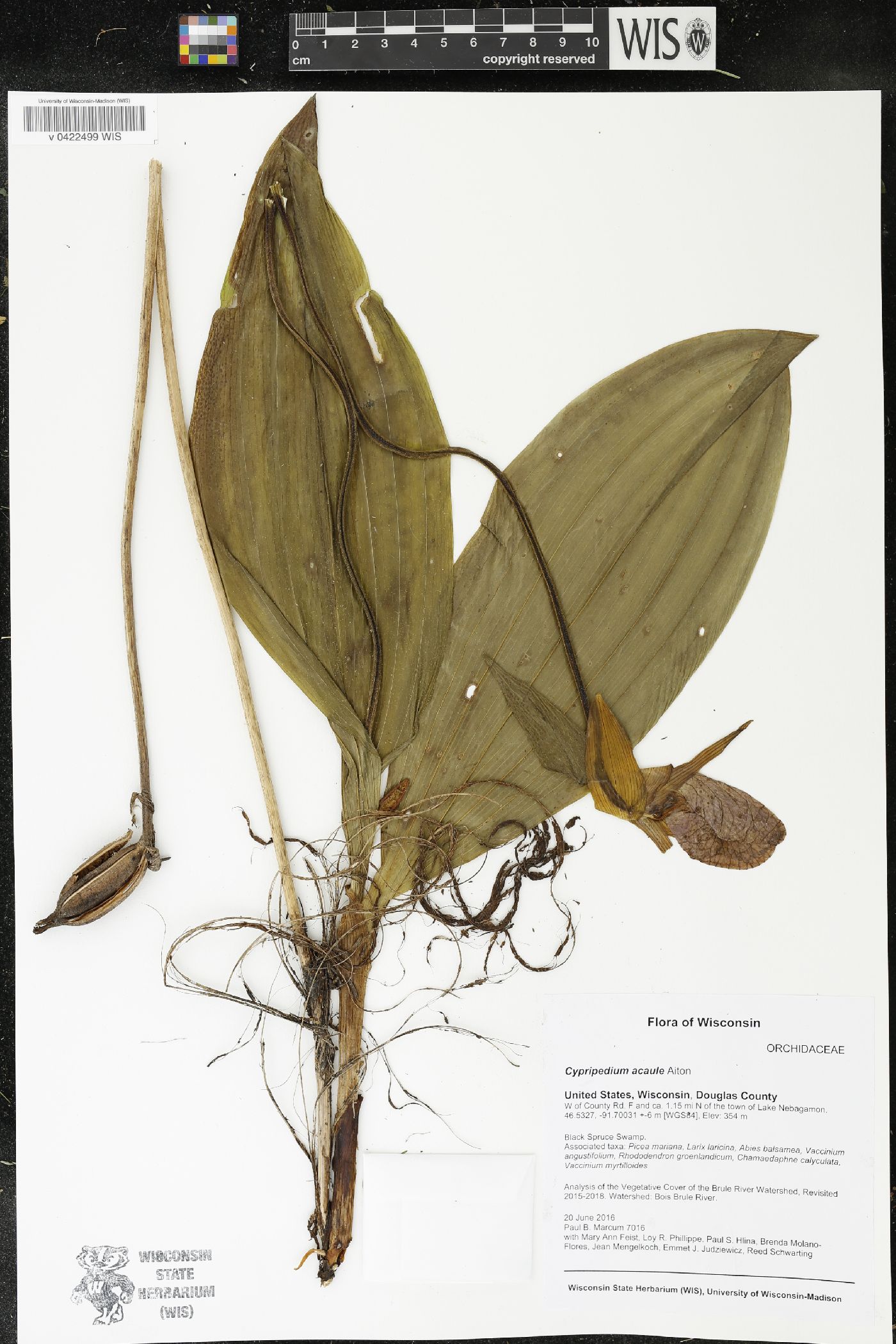 Cypripedium acaule image