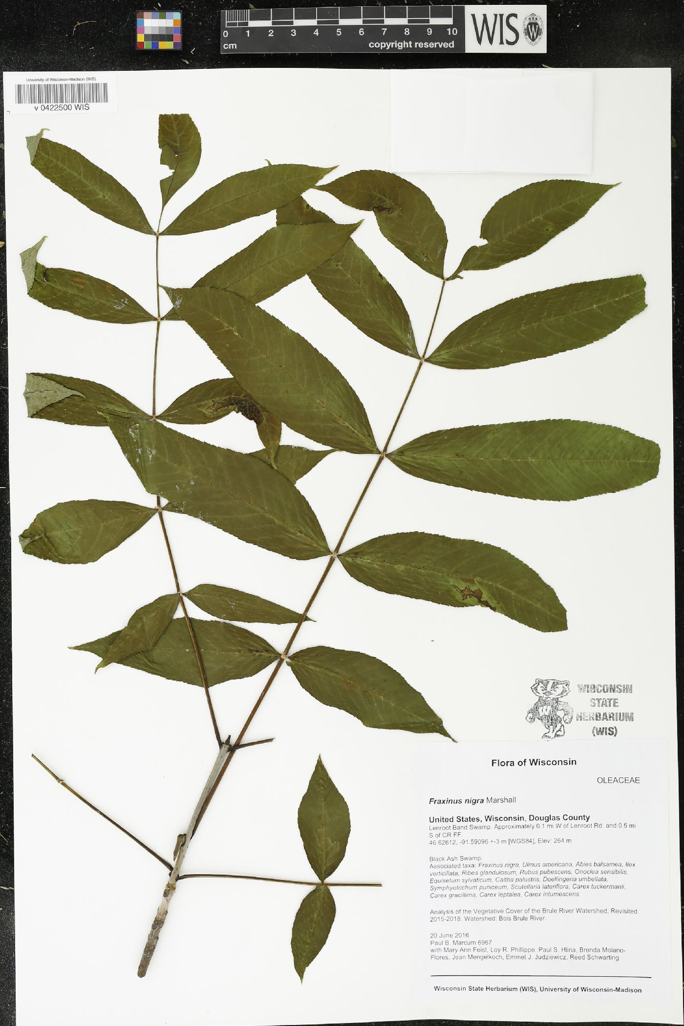 Fraxinus nigra image