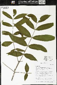 Fraxinus nigra image