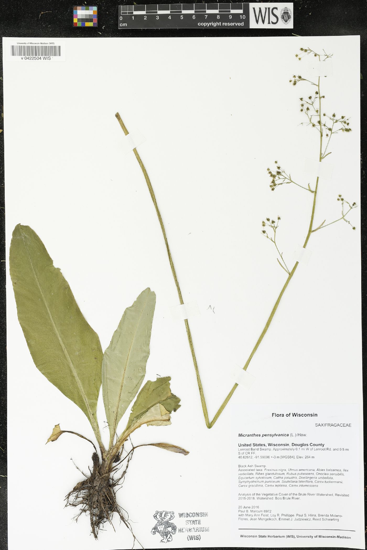 Micranthes pensylvanica image