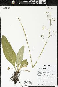 Micranthes pensylvanica image