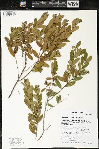 Chamaedaphne calyculata image