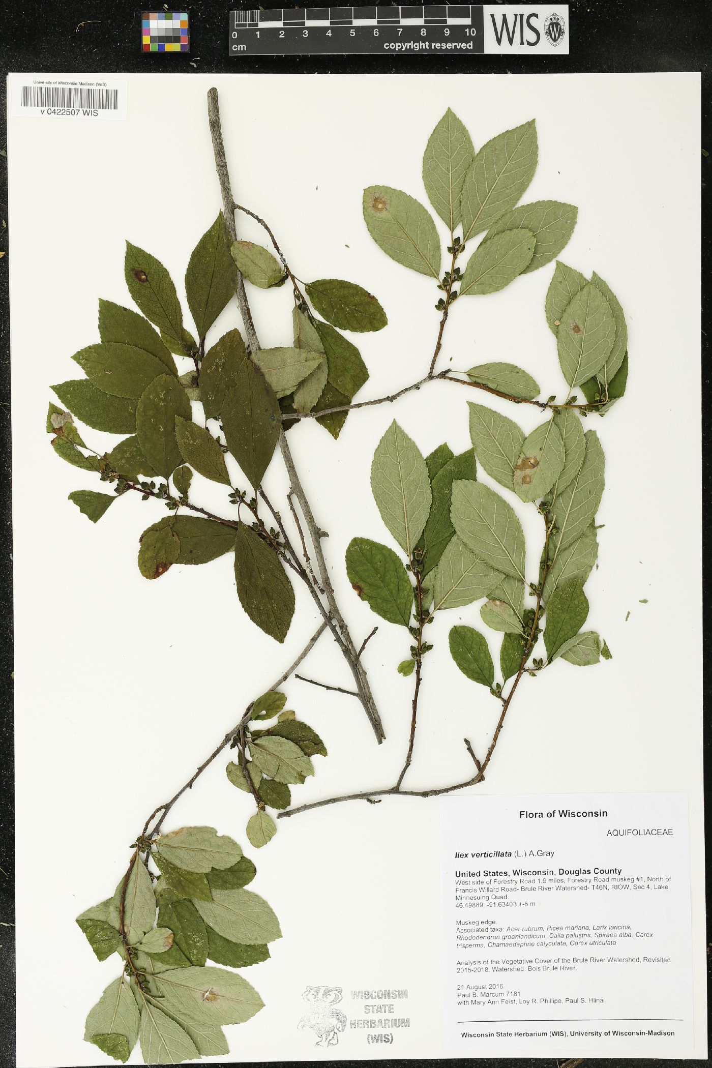Ilex verticillata image