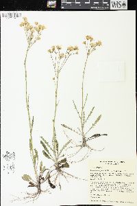 Packera paupercula image