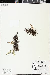 Pleopeltis polypodioides image