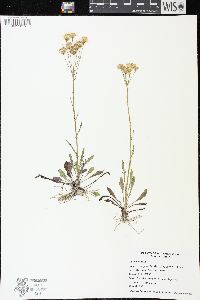Packera paupercula image