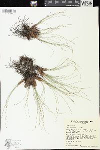 Carex filifolia image