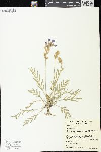 Oxytropis lambertii image