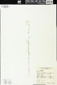 Sisymbrium altissimum image