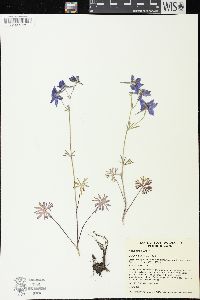 Delphinium bicolor image