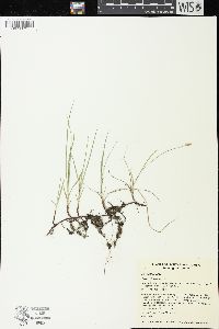 Carex obtusata image