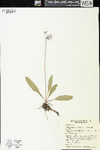 Primula pauciflora image