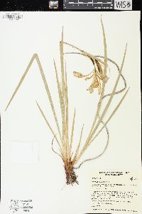 Iris missouriensis image