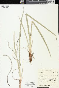 Iris missouriensis image