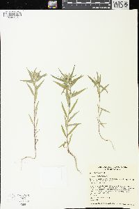 Collomia linearis image