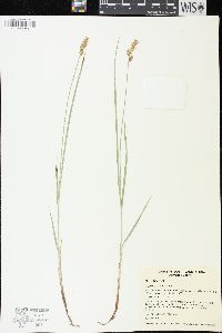 Carex siccata image