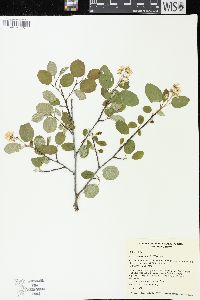 Amelanchier humilis image