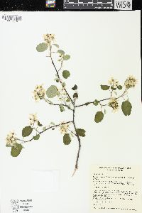 Amelanchier alnifolia image