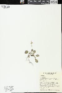 Viola adunca image