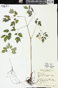 Actaea rubra image