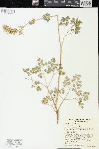 Thalictrum venulosum image