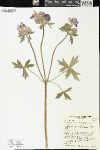 Geranium viscosissimum image