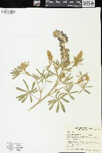 Lupinus caudatus image