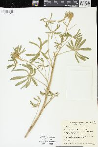 Lupinus caudatus image