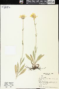 Arnica sororia image