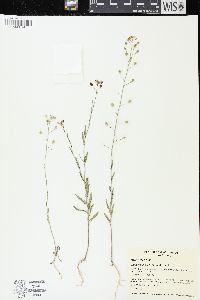 Camelina microcarpa image